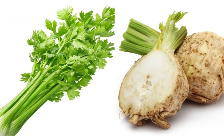 Pravi Celer Health Benefits Uses and Growing Tips For Celery Lovers