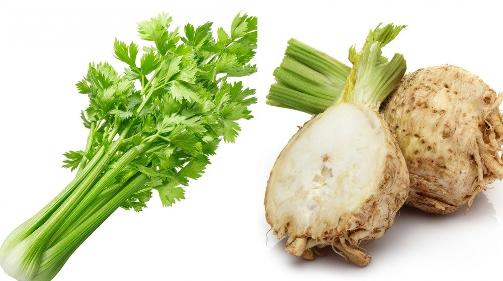Pravi Celer Health Benefits Uses and Growing Tips For Celery Lovers